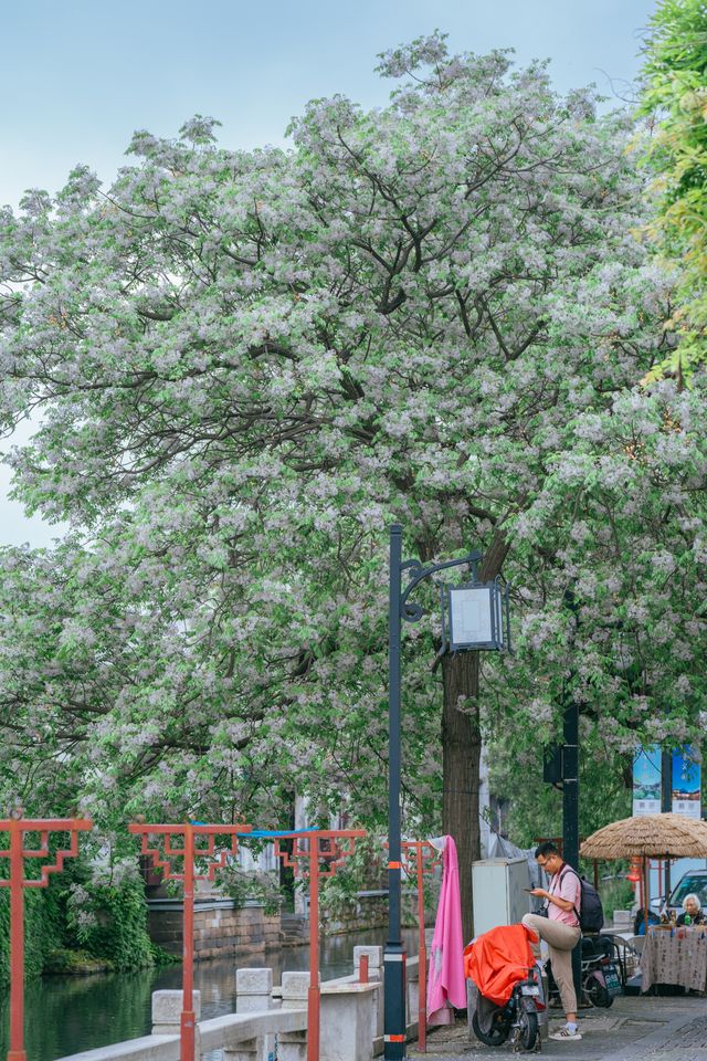 苦楝花開時，我在平江路與春天告別