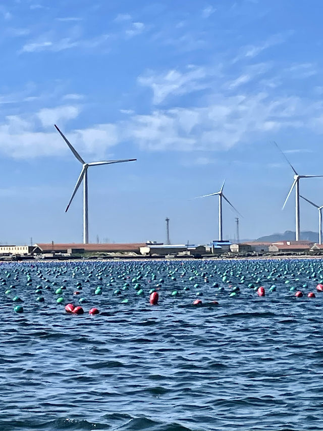 夏天去榮成海洋牧場坐船出海｜東楮島海洋牧場