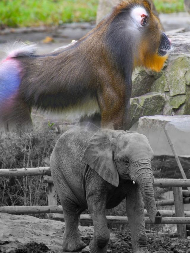 上海動物園超全攻略，你get了嗎？