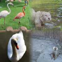 上海野生動物園超實用攻略