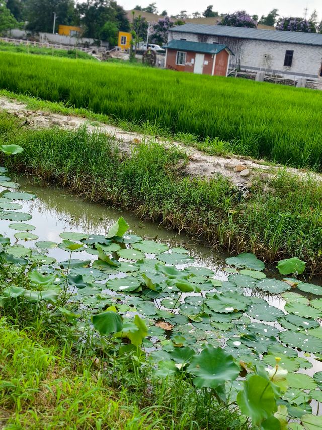 中山非遺文化免費荷花欣賞陶瓷手作溯源親子行