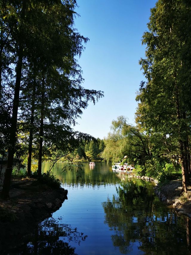 東平國家森林公園是華東地區最大人工森林