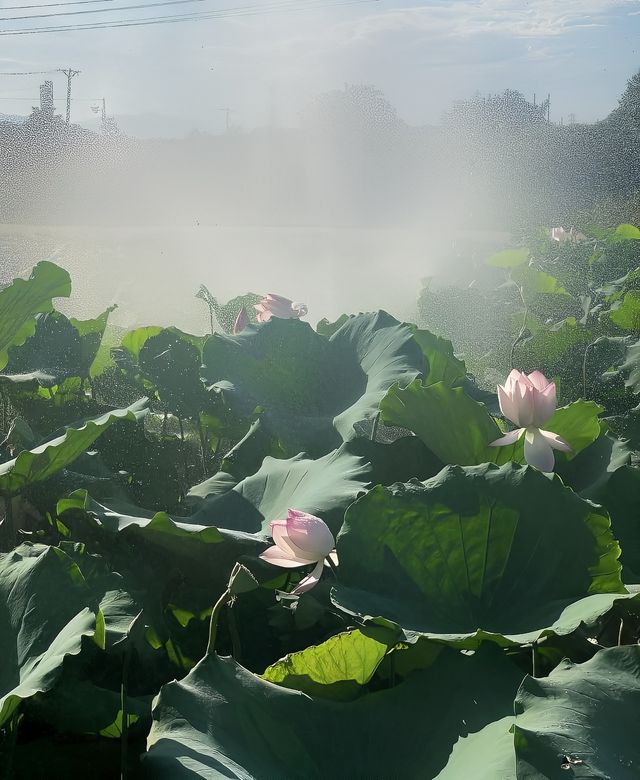 發現一個廣州周邊拍荷花的好地方！