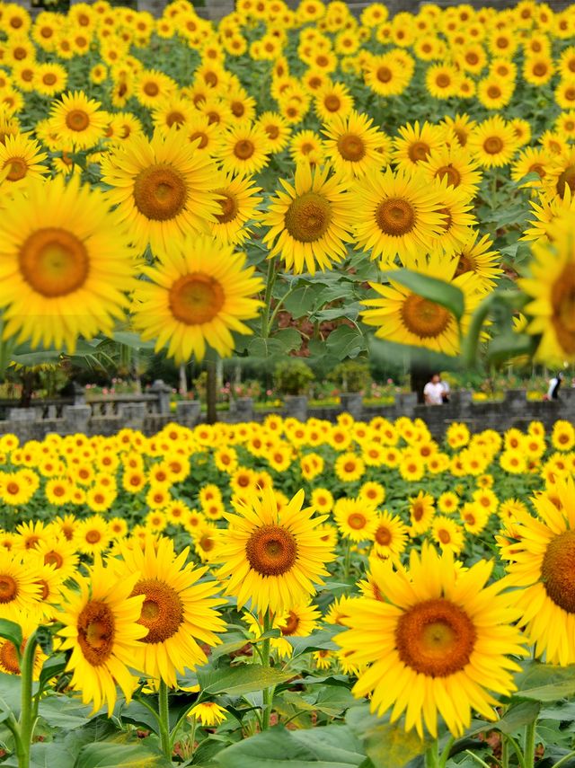 西安周邊超大免費向日葵花海刷爆朋友圈。