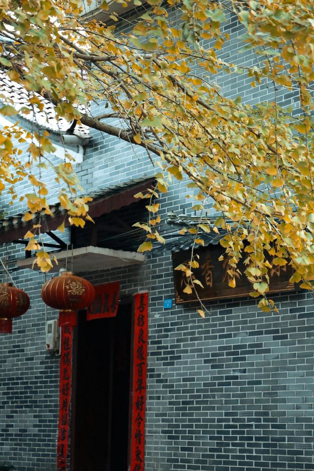 灵川海洋銀杉鄉——晚秋也能如詩如畫。 灵川海洋銀杉鄉——晚秋也能如詩如畫。