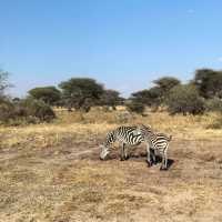 Tarangire national park wildlife 