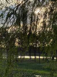 濱江森林公園的粉色夢境，秋日裡的浪漫詩篇。