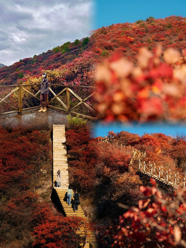 北京最美的賞紅葉棧道。 北京最美的賞紅葉棧道。