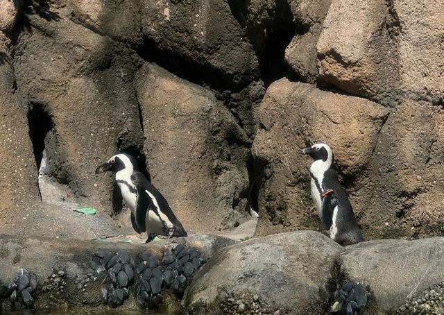 走進動物世界狂歡｜林肯公園動物園。