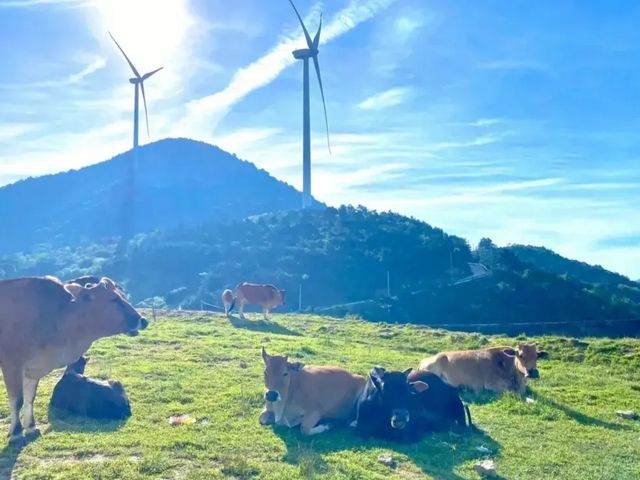 登頂牛草山，氣勢磅礡、心曠神怡。