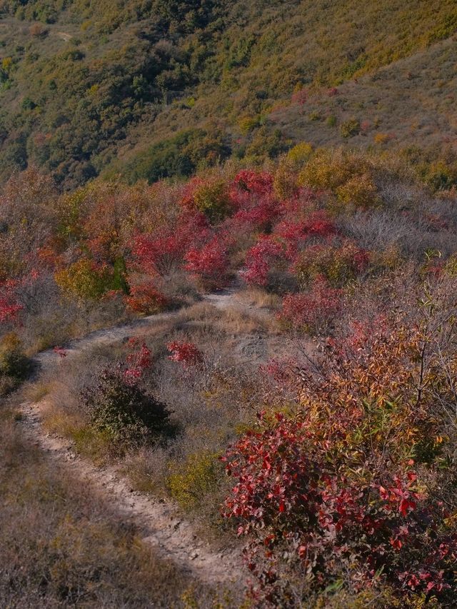 我發現了鄭州最小眾無人紅葉谷了。