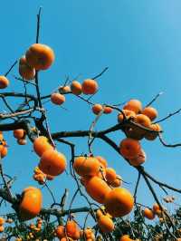 廣西桂林恭城蓮花鎮紅岩村柿子節｜月柿之鄉。