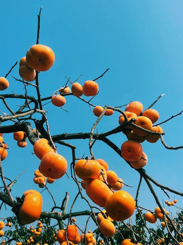 廣西桂林恭城蓮花鎮紅岩村柿子節｜月柿之鄉。