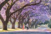 Sydney's Jacaranda Season is Here!