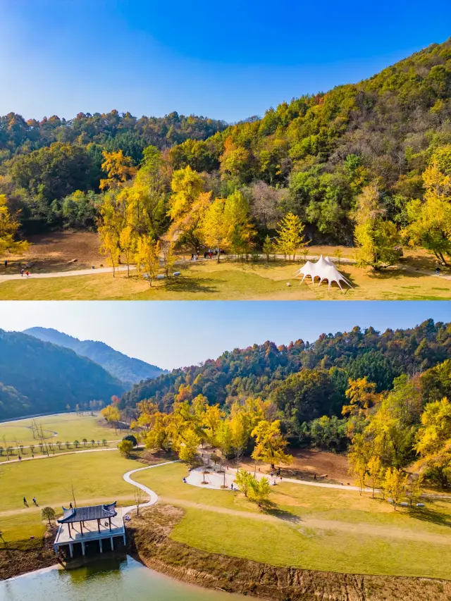 Hubei Suizhou Millennium Ginkgo Valley, encounter golden romance. 