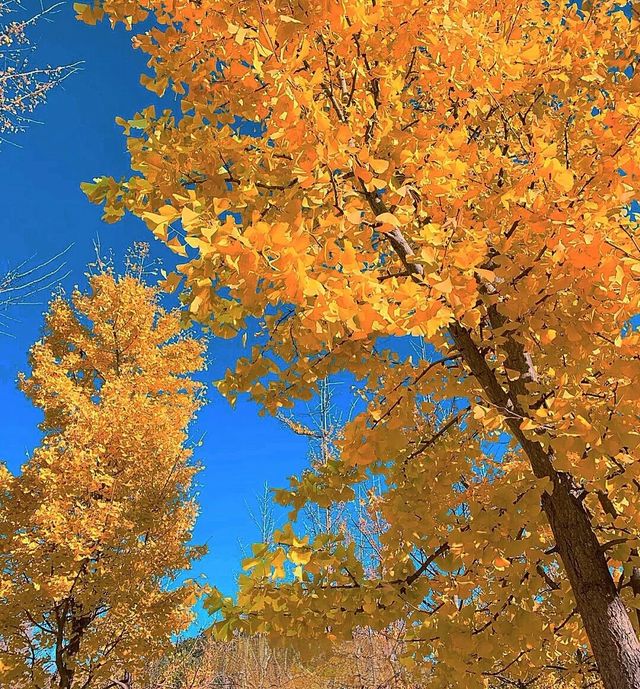 真是美麗的銀杏樹。