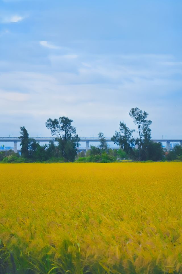 泉州石獅濕地公園 | 邂逅金黃稻浪。