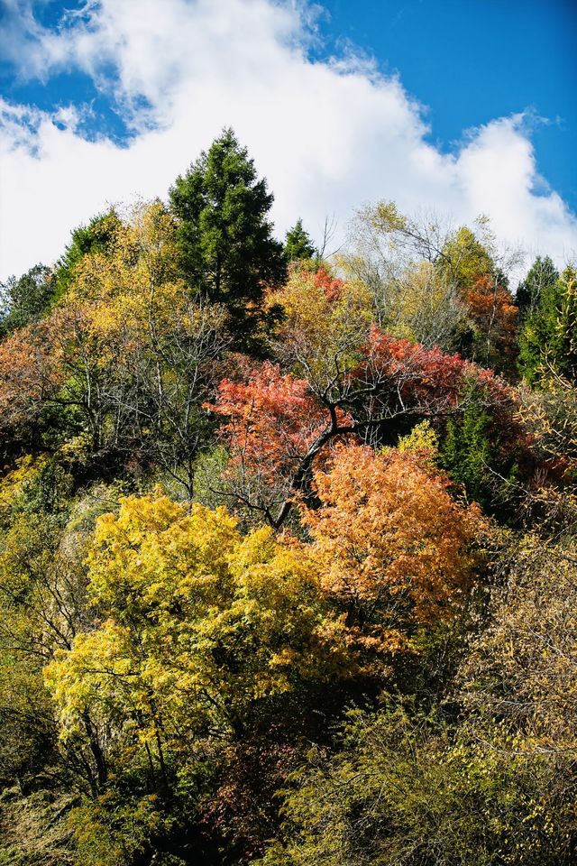 四川小眾紅葉秘境一藏在山裡的扒昔加古寨。