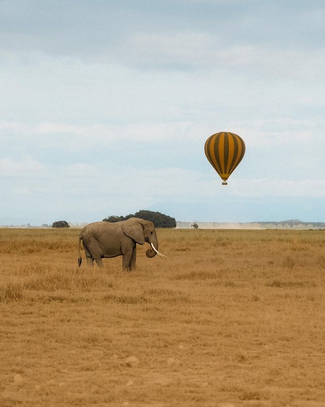 【野性呼喚】肯尼亞狂野之旅：Safari 與海灘的完美邂逅。