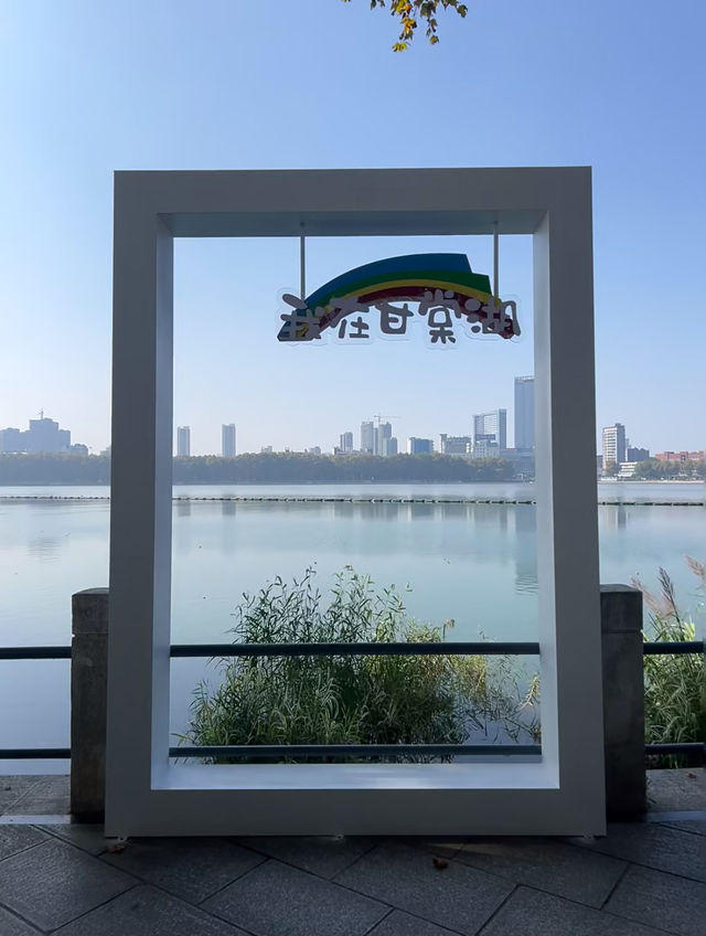 梧桐樹都穿上毛茸茸的衣服啦可愛風滿分。