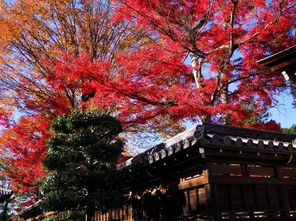 Discover the Charm of Saitama's Little Nordic