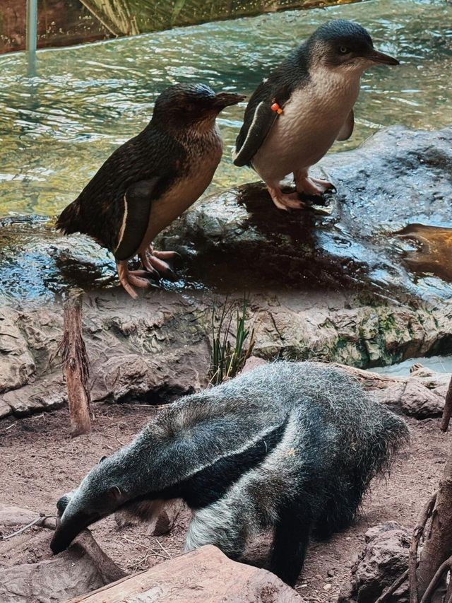 達拉斯水族館．連刷3次！逢人必誇