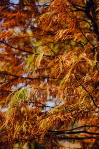 蘇州的冬天怎能不打卡虎丘紅杉樹林