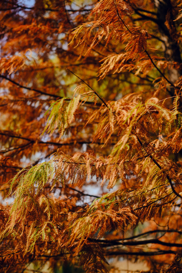 蘇州的冬天怎能不打卡虎丘紅杉樹林