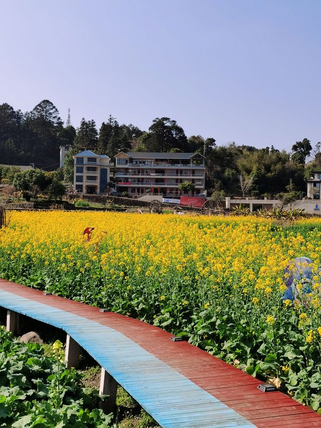 福州賞油菜花觀賞攻略