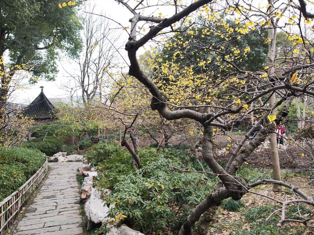 冬天的曲水園 冬天的曲水園