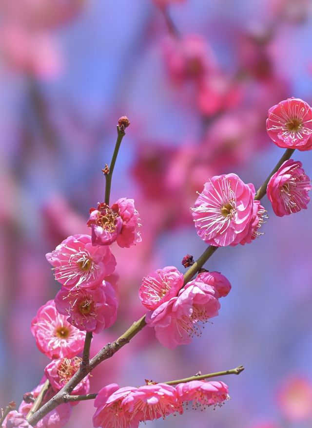 實拍！長沙洋湖梅花驚艷綻放