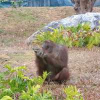 "你絕對沒想到，清遠長隆動物園竟然藏着這些秘密！"