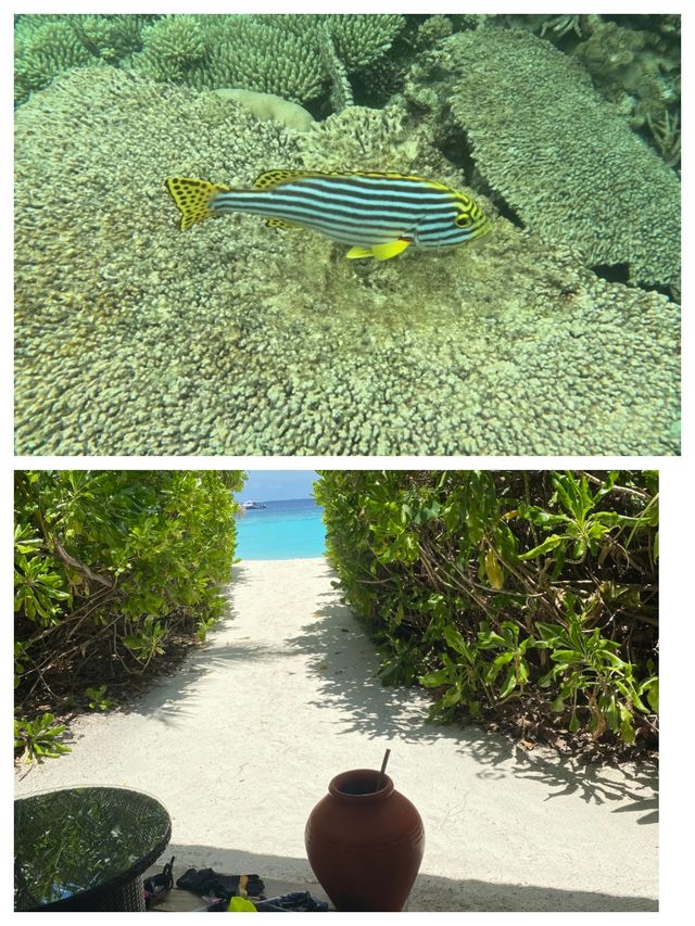 呼拉島：馬爾代夫的海上明珠