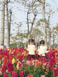 珠海春日最美寫照走進莫奈筆下金魚草花海