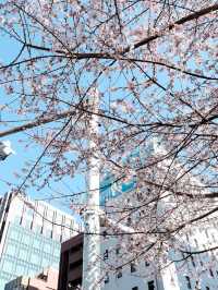 8日暢遊日本 盡享溫泉之旅