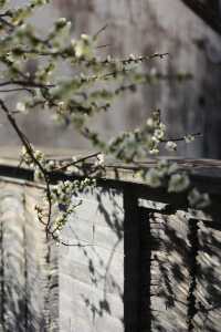 燕園|又一年梅花開了