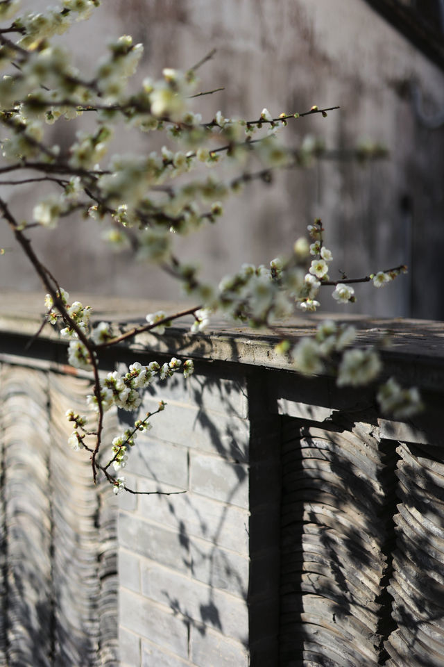 燕園｜又一年梅花開了