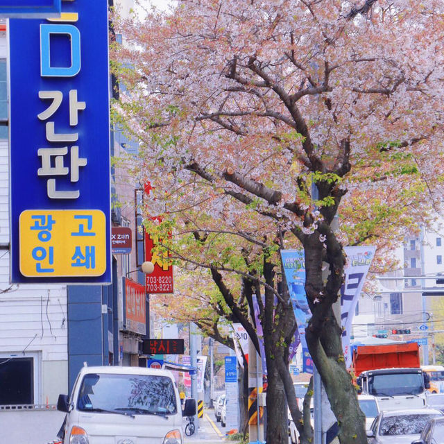 釜山🌸 是一個巨大的童話🏡 四日路線美食攻略