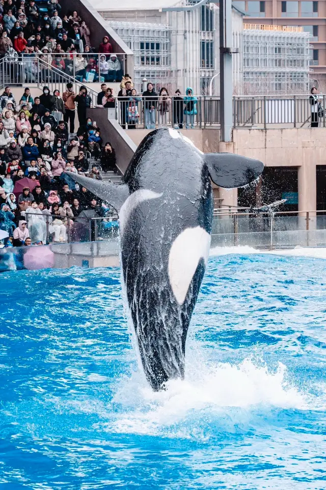 Shanghai Haichang Ocean Park Adventure Guide