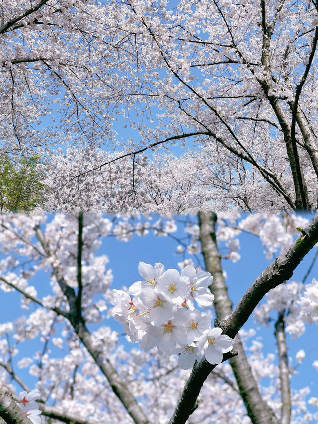 無錫櫻花季賞花攻略私藏機位