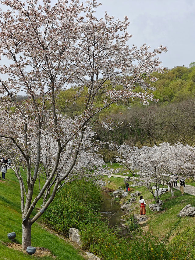 比起雞鳴寺，我更愛這個免費小眾賞櫻勝地！