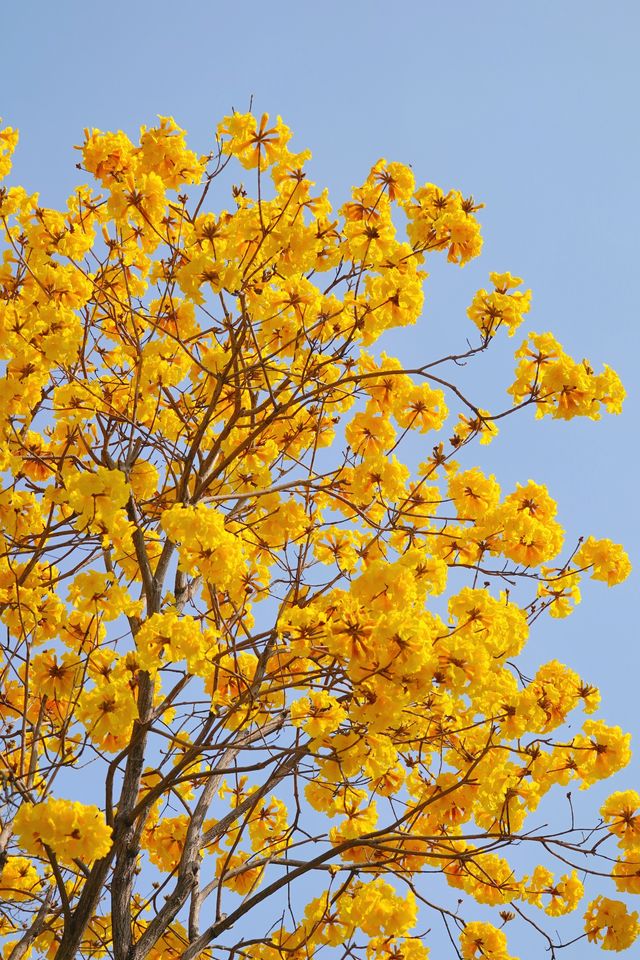 磨碟沙的花開啦！3片花海一次拍個夠