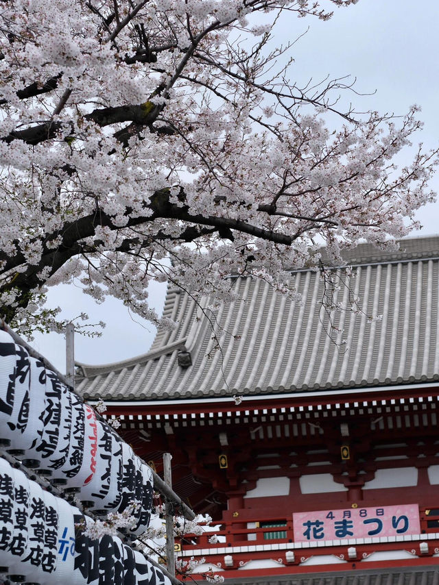 🌸終於在東京遇上夢寐以求的櫻吹雪！