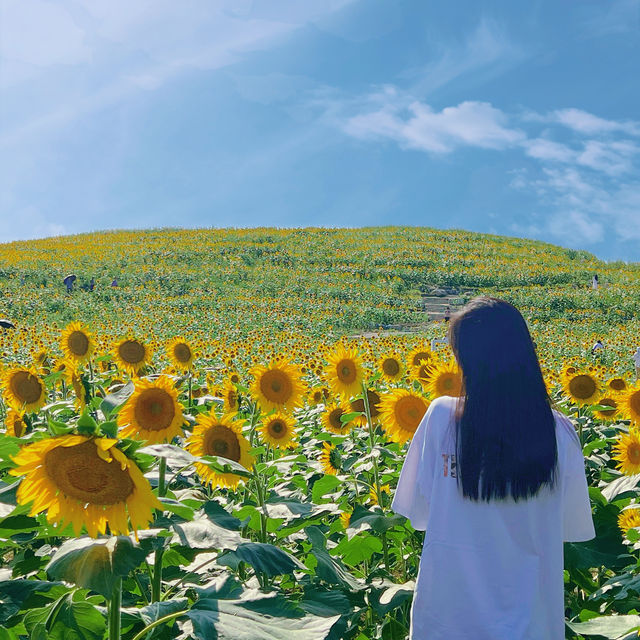 2025北京花海預警🌸收藏這份私藏賞花日曆就夠啦
