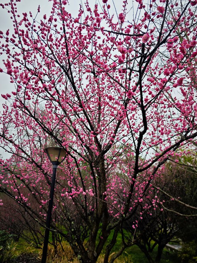 浣花溪•梅花