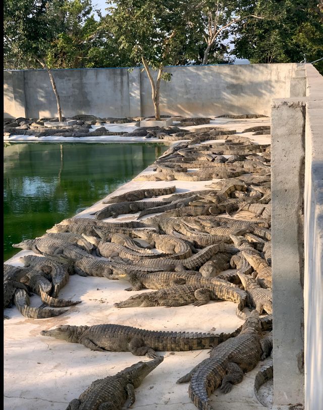 東方市鱷珍鱷魚園：探秘鱷魚王國的奇妙之旅