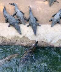 東方市鱷珍鱷魚園：探秘鱷魚王國的奇妙之旅