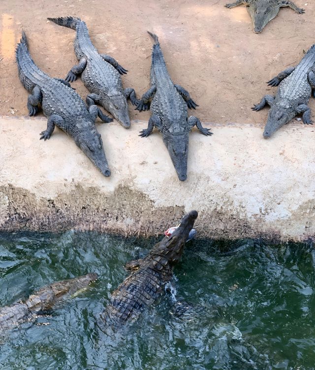 東方市鱷珍鱷魚園：探秘鱷魚王國的奇妙之旅