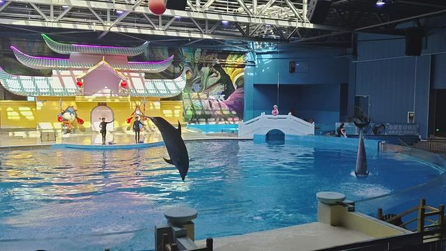與大理的小動物互動