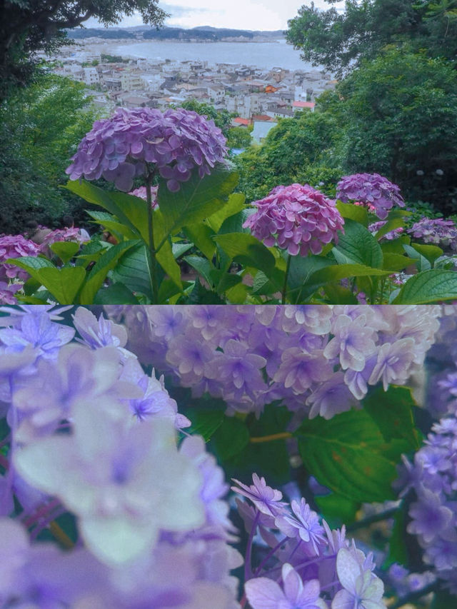春日繡球花地圖：鎌倉篇